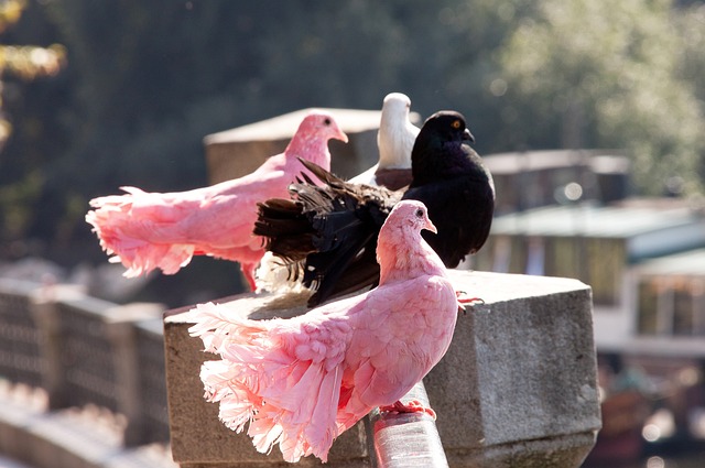 电模型运动 电模型运动